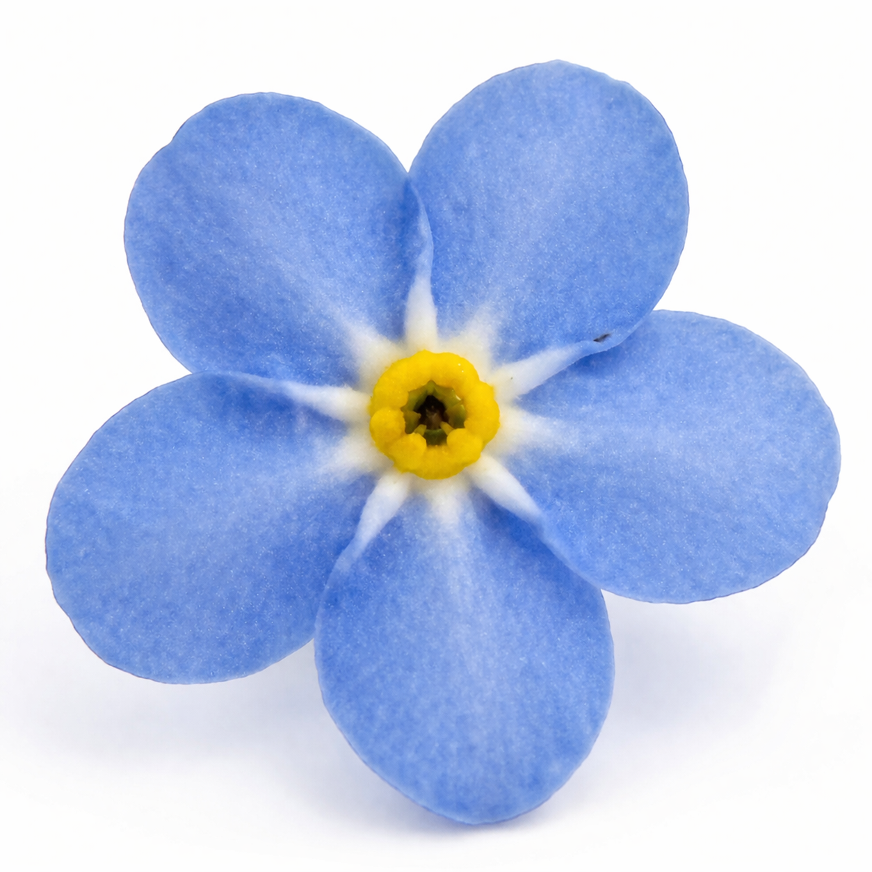 Forget Me Not Jewellery